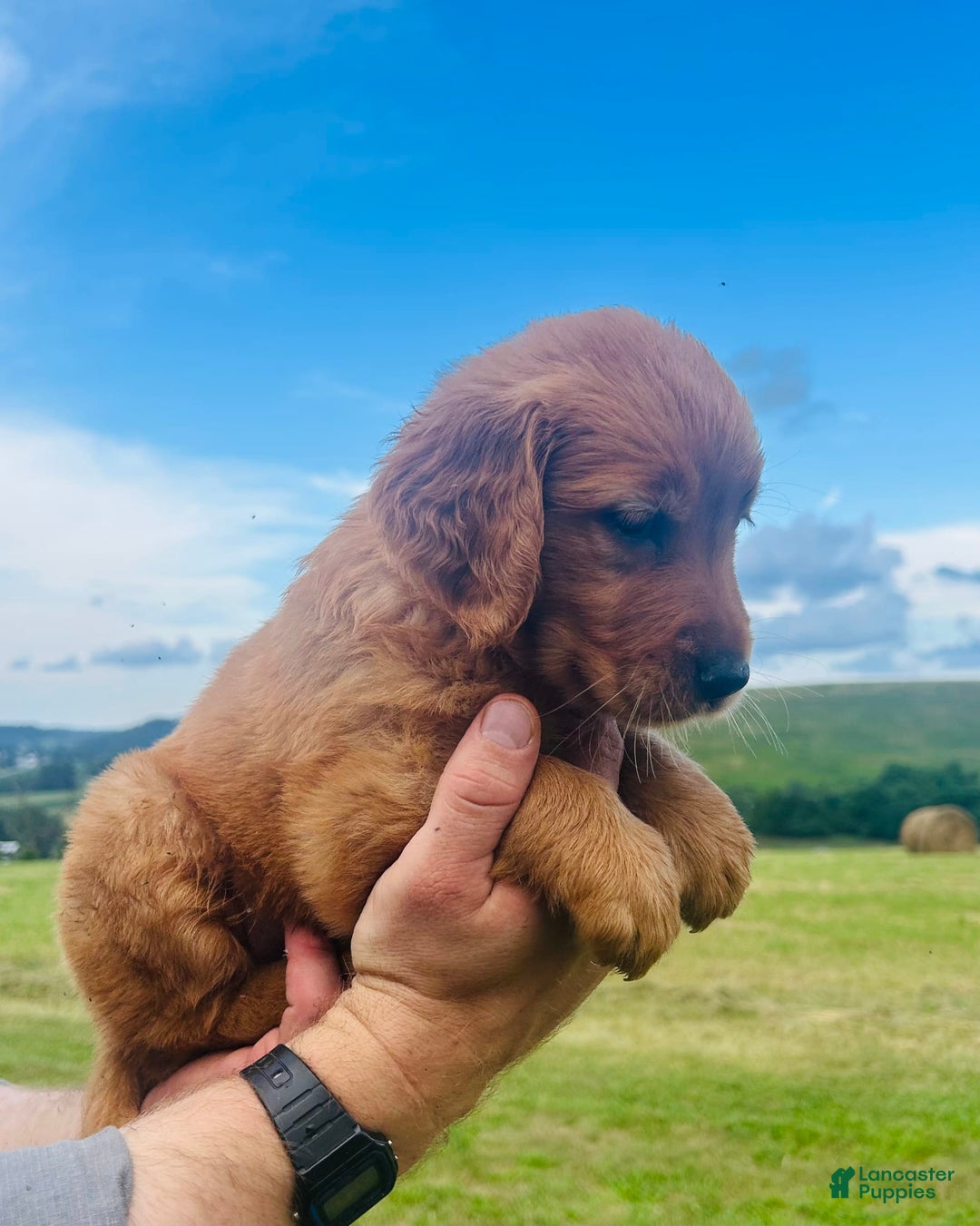 Golden Retriever dogs for sale: Meadow - Image 1