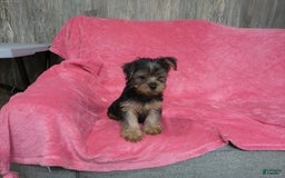 Yorkshire Terrier dogs for sale: Buddy - Image 11