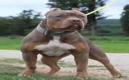 American Bully dogs for sale: Valor - Image 3