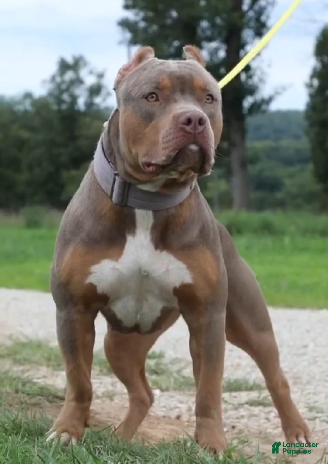 American Bully dogs for sale: Valor - Image 3