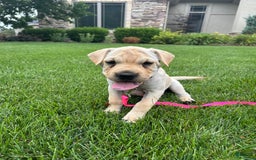 Mini Hippo dogs for sale: Delilah - Image 8