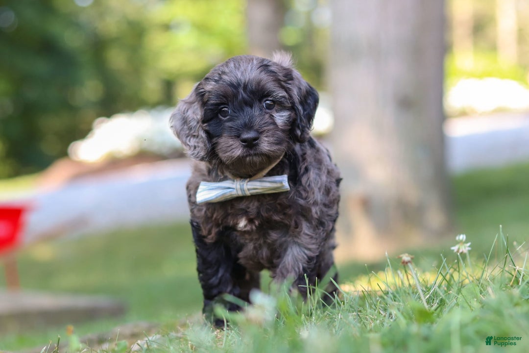 Cockapoo dogs for sale: Monty - Image 8