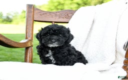 Havapoo dogs for sale: Parks - Image 2