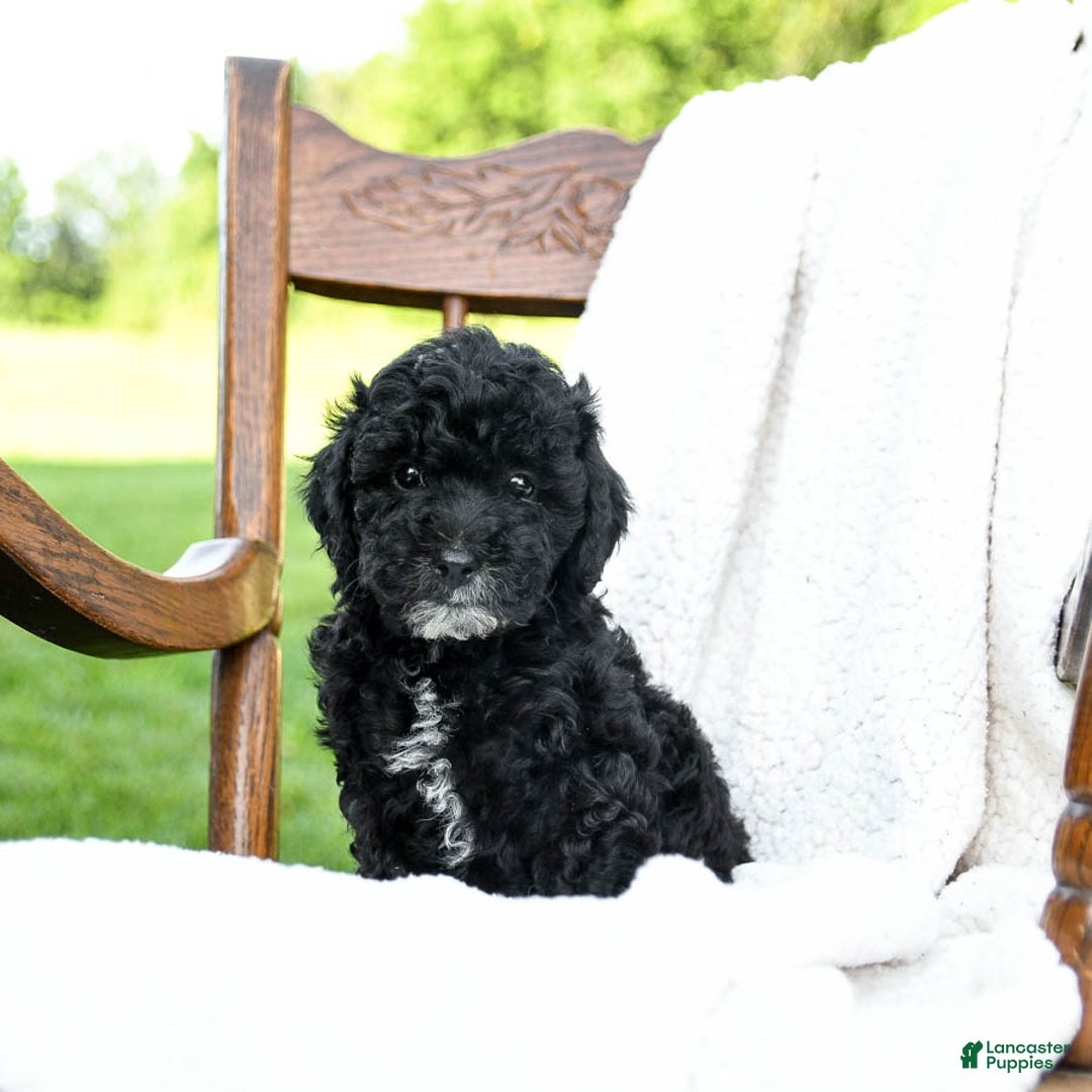 Havapoo dogs for sale: Parks - Image 2