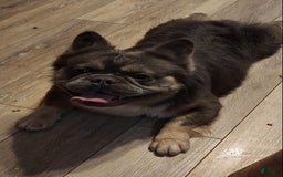 French Bulldog dogs for sale: Top Gun - Image 3