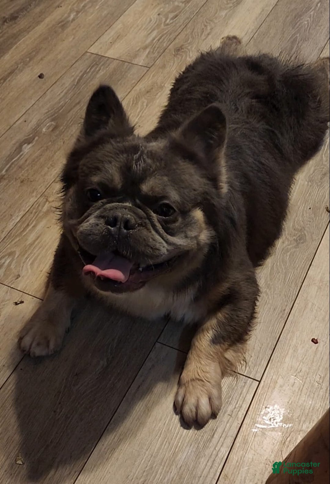 French Bulldog dogs for sale: Top Gun - Image 3