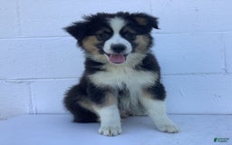 Australian Shepherd dogs for sale: Benji - Image 2