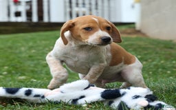 Beagle dogs for sale: Cookie - Image 2