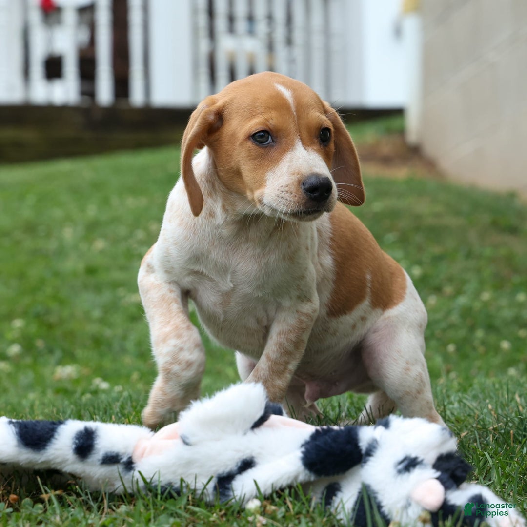 Beagle dogs for sale: Cookie - Image 2