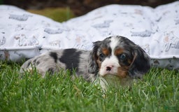 Cockalier dogs for sale: Reba - Image 10