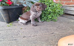German Shorthaired Pointer dogs for sale: Olivia - Image 1
