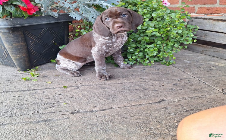 German Shorthaired Pointer dogs for sale - Ad 4