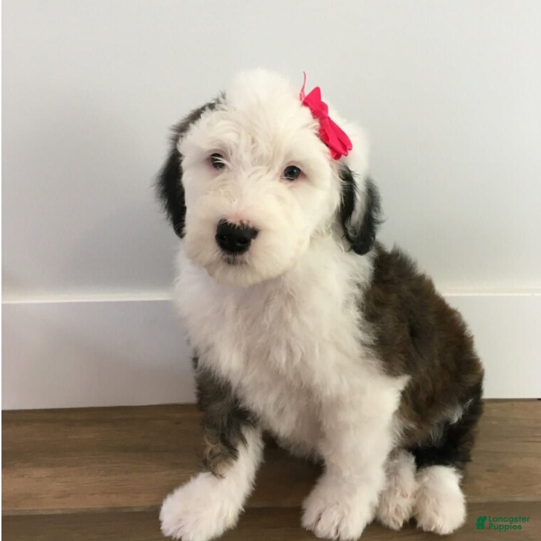 Old English Sheepdog dogs for sale: BODHISATTVA - Image 7