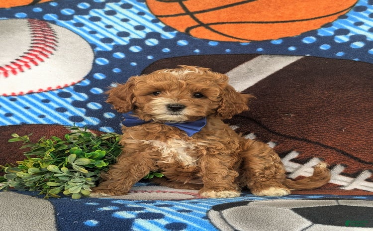 Cavapoo dogs for sale - Ad 2