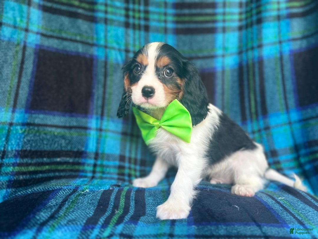 Cavalier King Charles Spaniel dogs for sale: Cobalt - Image 6