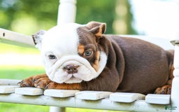 English Bulldog dogs for sale: Bridget - Image 6