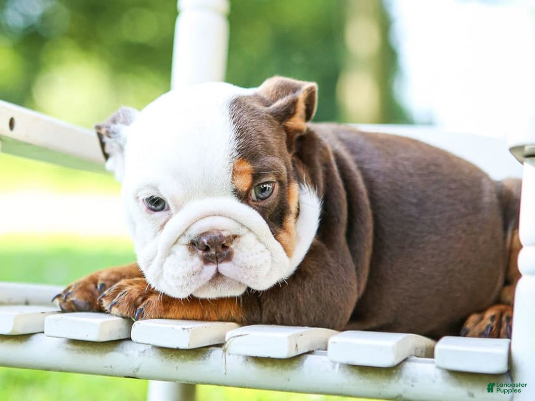 English Bulldog dogs for sale: Bridget - Image 6