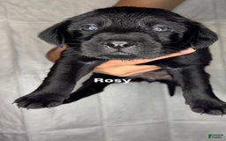 Labrador Retriever dogs for sale: Rosy - Image 1
