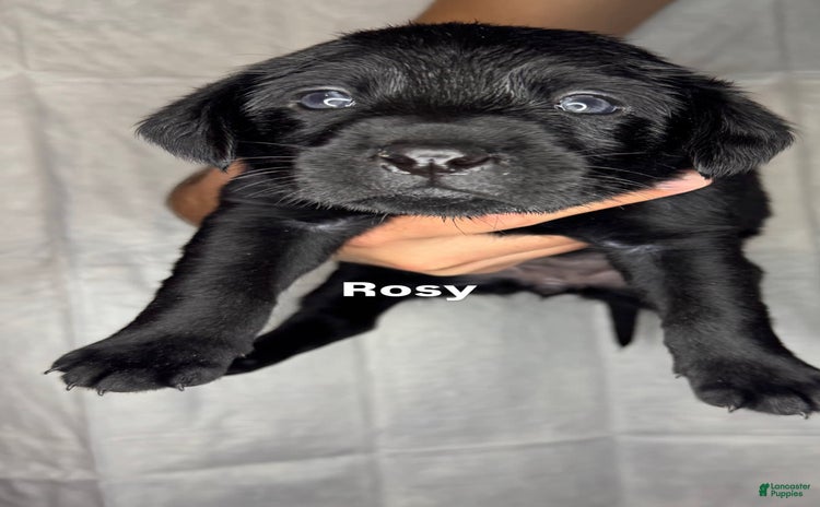 Labrador Retriever dogs for sale - Ad 5