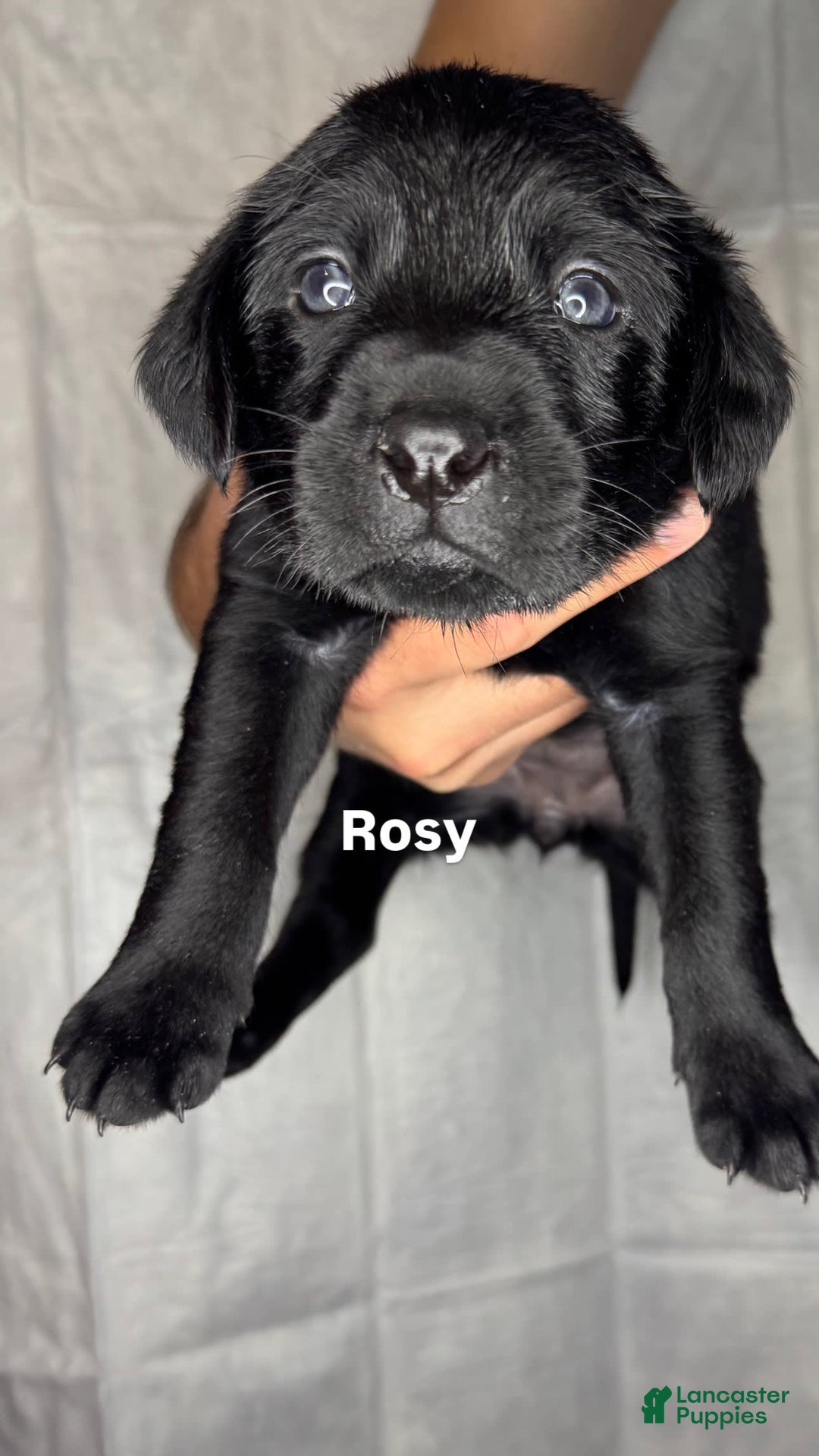 Labrador Retriever dogs for sale: Rosy - Image 1