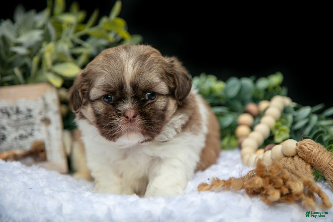 Shih Tzu dogs for sale: Austin - Image 1