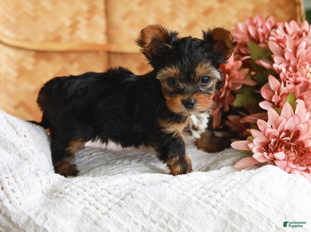 Yorkshire Terrier dogs for sale: Champ Teacup - Image 9