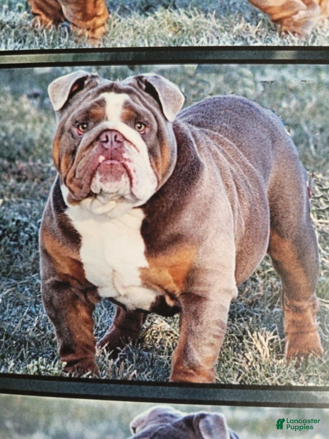 English Bulldog dogs for sale: Lexi - Image 7