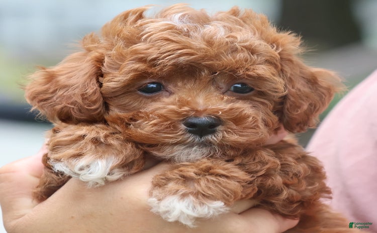 Toy Poodle dogs for sale - Ad 3