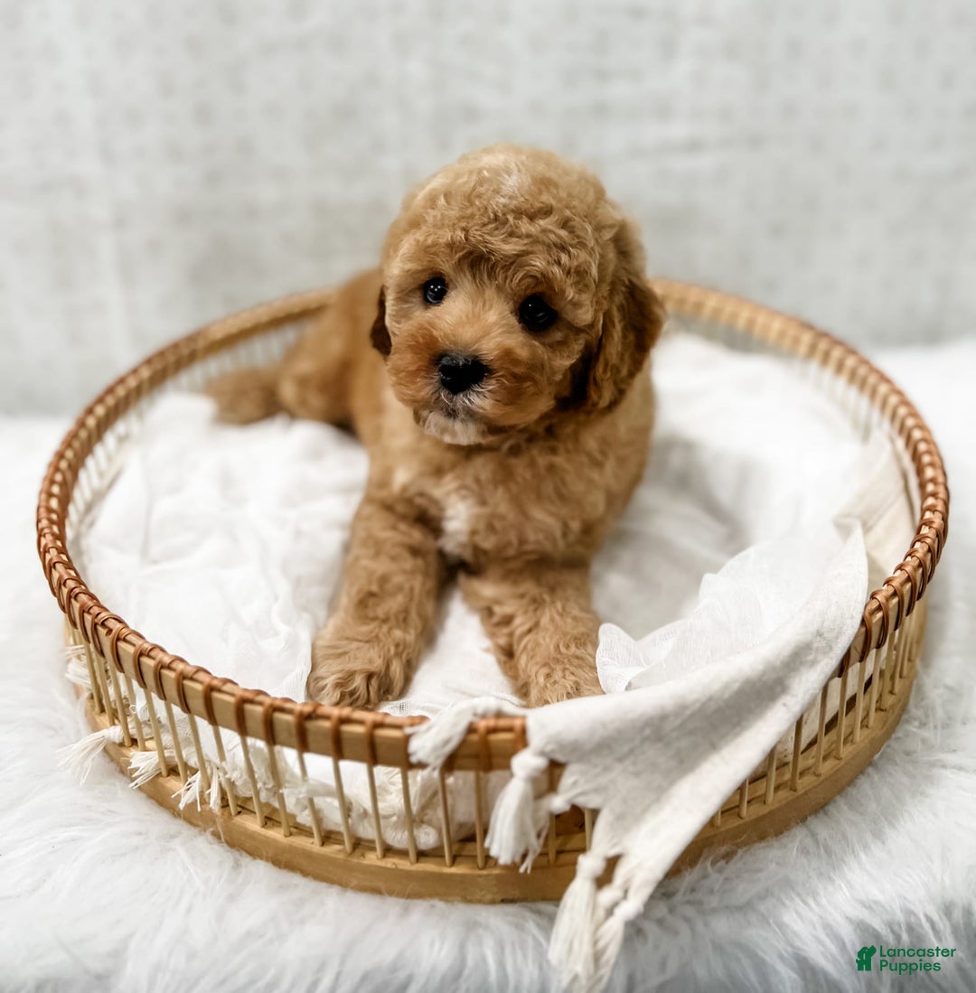 Cavapoo dogs for sale: Joie - Image 4