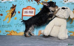 Yorkshire Terrier dogs for sale: Butterfly - Image 12