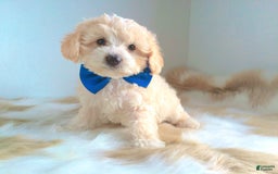 Maltipoo dogs for sale: Angel - Image 9