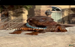 Doberman Pinscher dogs for sale: Malibu - Image 26