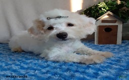 Bichpoo dogs for sale: Colby - Image 6