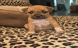 American Bully dogs for sale: Baby - Image 1