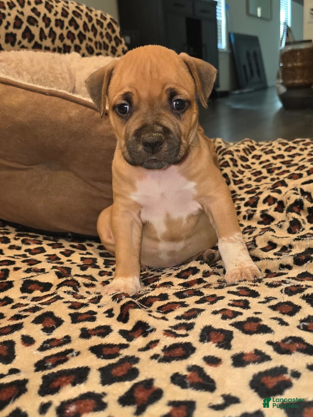 American Bully dogs for sale: Baby - Image 1