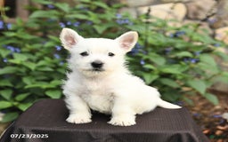 West Highland Terrier dogs for sale: Derrik - Image 1