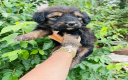 Bernedoodle dogs for sale: 💗 Coconut Bean - Image 9