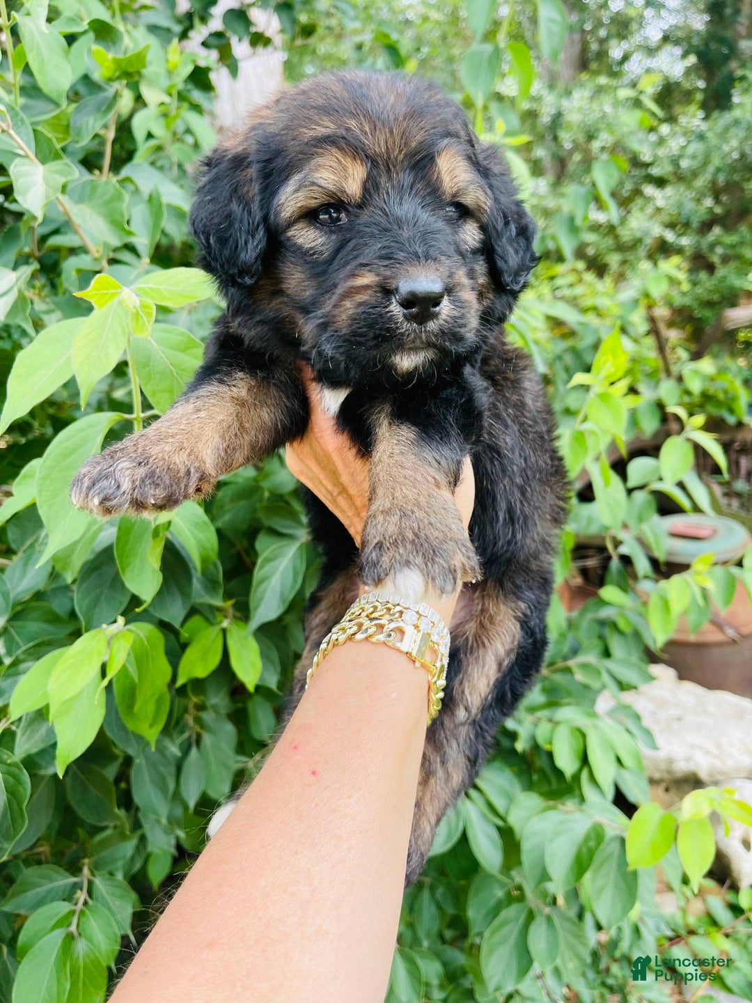Bernedoodle dogs for sale: 💗 Coconut Bean - Image 9