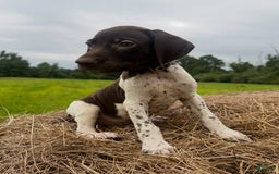 German Shorthaired Pointer dogs for sale: German Shorthaired Pointer 8 puppies - Image 4