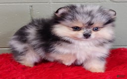 Pomeranian dogs for sale: Oliver - Image 4