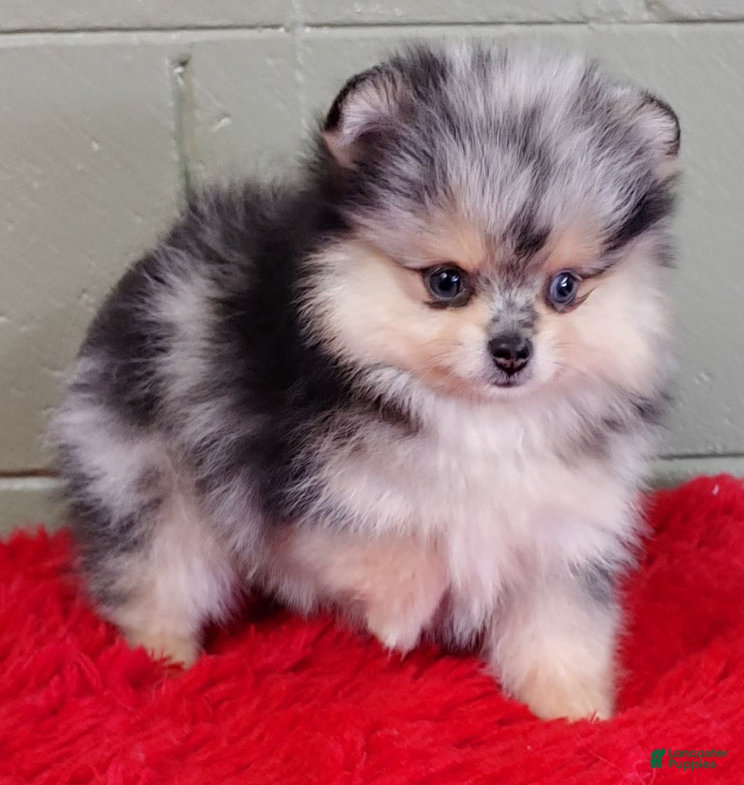 Pomeranian dogs for sale: Oliver - Image 4