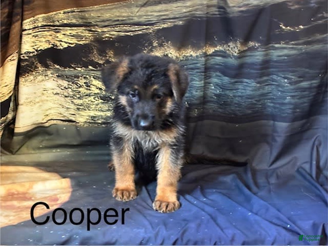 German Shepherd dogs for sale: Cooper - Image 2