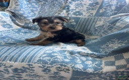 Yorkshire Terrier dogs for sale: Scotty - Image 2