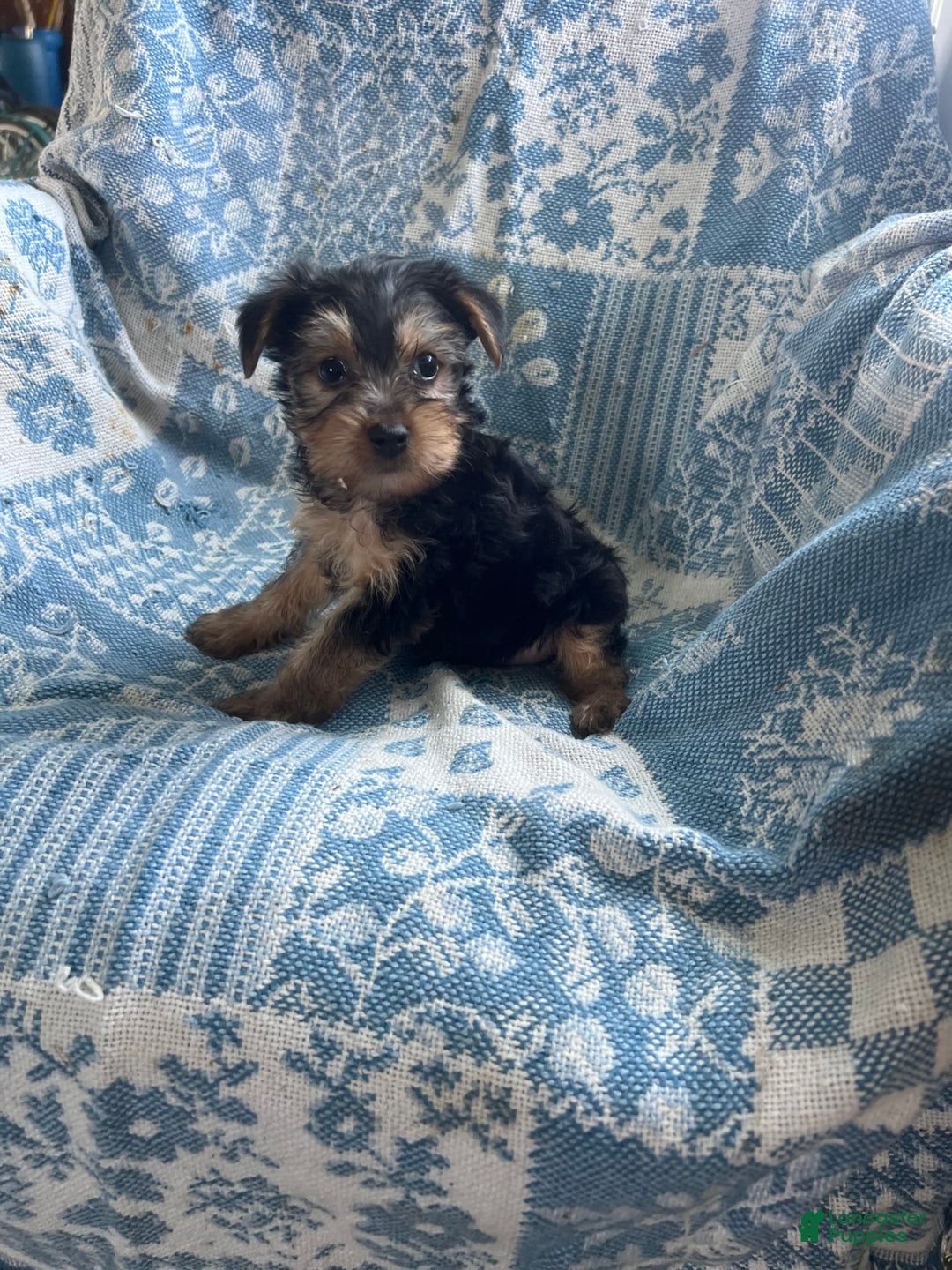 Yorkshire Terrier dogs for sale: Scotty - Image 2