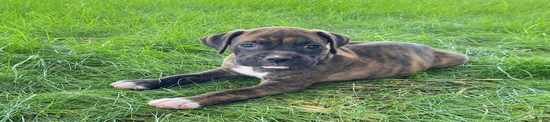 Rugar