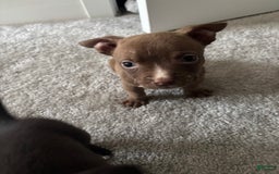 American Pit Bull Terrier dogs for sale: Choco - Image 2