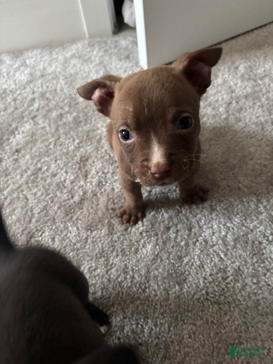 American Pit Bull Terrier dogs for sale: Choco - Image 2
