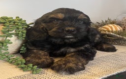 Cockapoo dogs for sale: Diva - Image 8