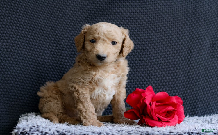 Mini Goldendoodle dogs for sale - Ad 5