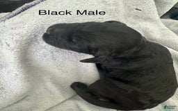 Mini Goldendoodle dogs for sale: Males Litter 2 - Image 24
